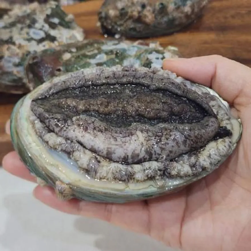 완도 직송 활 전복 초특대 1kg 5-6미 전복선물 이미지