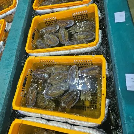 국내산 서해 제철 활 갑오징어 1kg(2-4미내외)  이미지