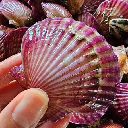 통영 세척 홍가리비 1kg 조개 구이 찜  이미지