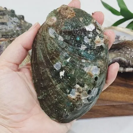 완도 직송 활 전복 초특대 1kg 7-8미 전복선물