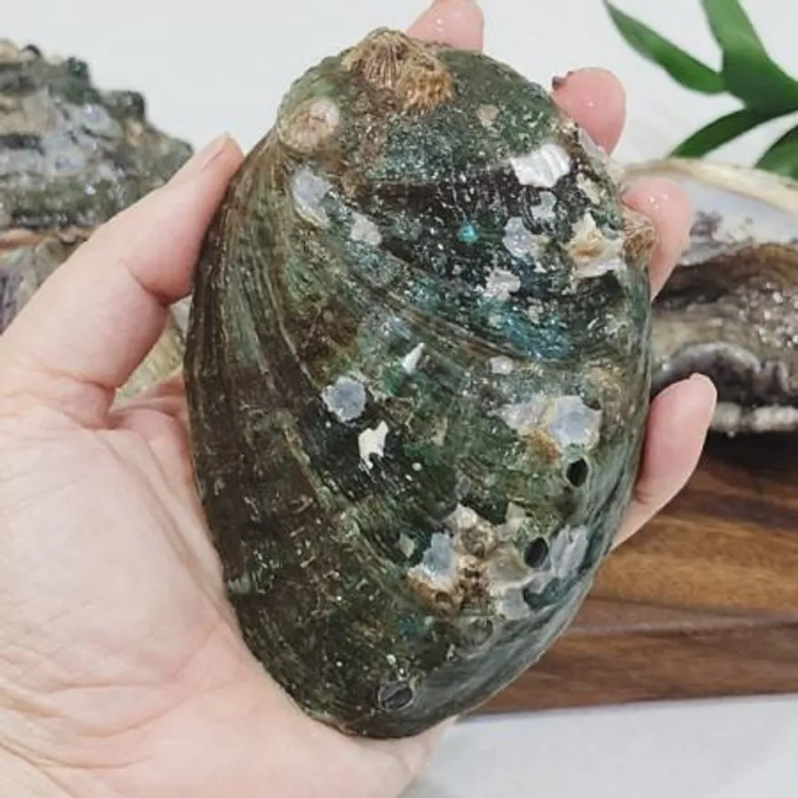 완도 직송 활 전복 초특대 1kg 7-8미 전복선물 이미지