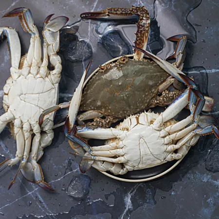 제철 활 숫꽃게1kg 게장재료 꽃게찜 꽃게탕 이미지