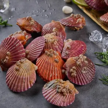 통영 세척 홍가리비 1kg 조개 구이 찜