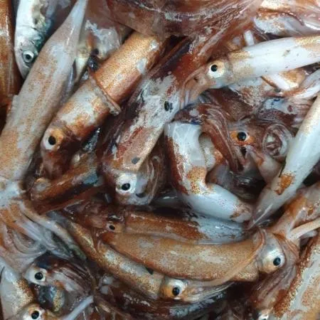 국내산 냉동 오징어 1kg * 5팩 통찜 맥주안주 선동 통오징어 이미지