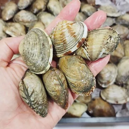 국내산 활 바지락1kg 왕사이즈 세척 해감 바지락