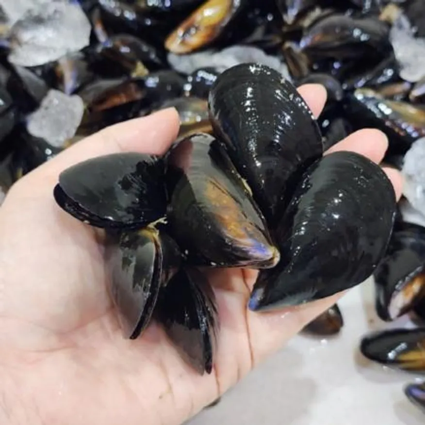 당일조업 활 다듬이홍합 1kg 통영 남해 홍합 이미지