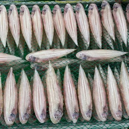 반건조 군산 박대 5미(450g 내외 28~30cm)