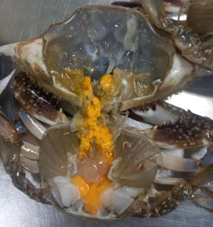 국내산 급냉 알배기 암꽃게 3KG 이미지