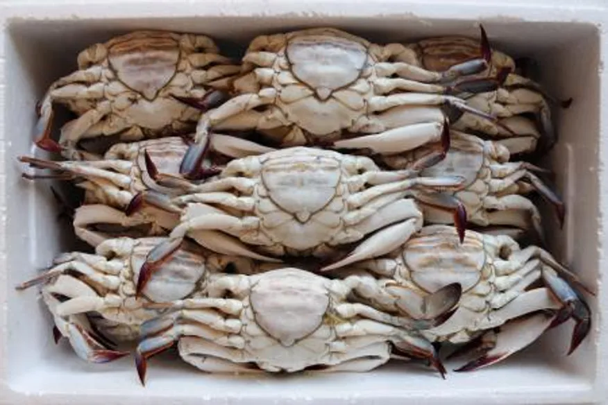 국내산 급냉 알배기 암꽃게 3KG 이미지