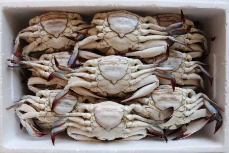 국내산 급냉 알배기 암꽃게 3KG