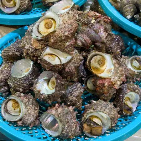 남해안 자연산 제철 생물 뿔소라 1kg