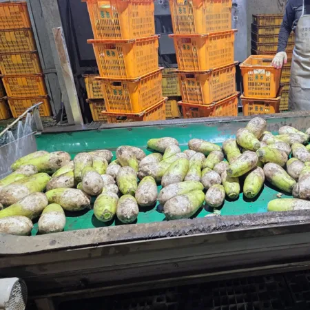 제주월동무 손질없이 사용. 15kg단위 썰어드립니다. 깍두기용 석박지용 들마루마켓 이미지