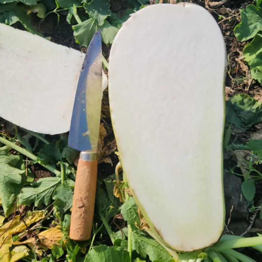 제주월동무 손질없이 사용. 15kg단위 썰어드립니다. 깍두기용 석박지용 들마루마켓 이미지