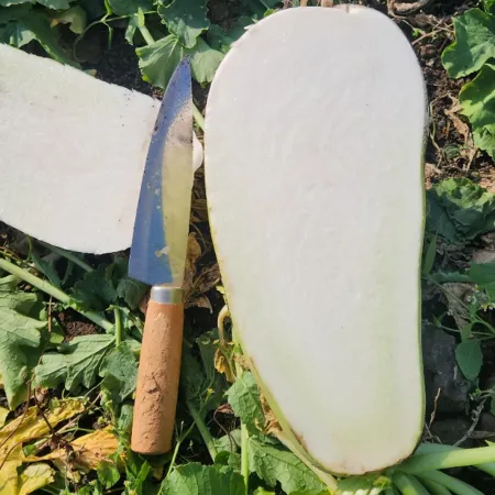 제주월동무 손질없이 사용. 15kg단위 썰어드립니다. 깍두기용 석박지용 들마루마켓 이미지