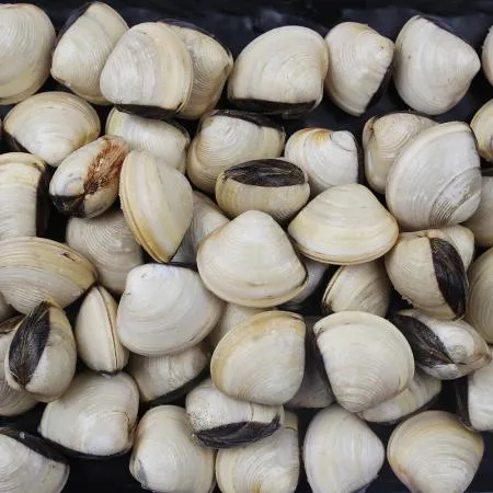 생 백합조개 40/60 사이즈 1kg 키친보이즈 이미지