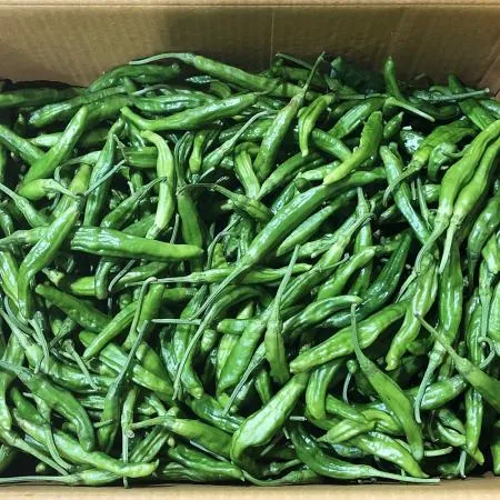 꽈리고추 (특/300g/국내산) 이미지