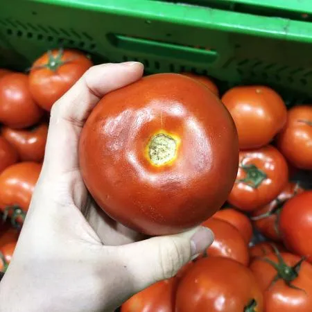 주스용 완숙 토마토 8kg 이미지