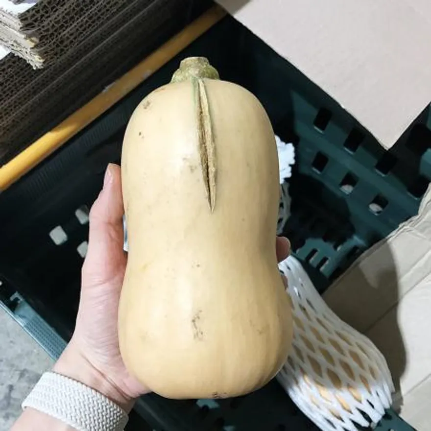 못난이 땅콩호박 10kg 이미지