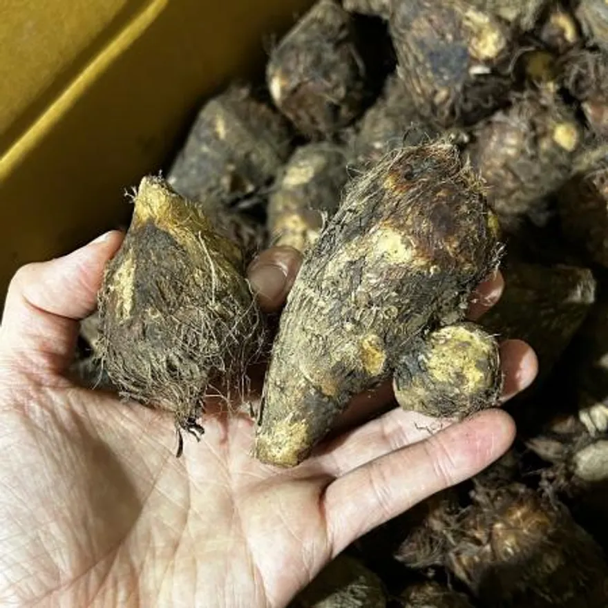 국내산 곡성 알토란 1kg 이미지