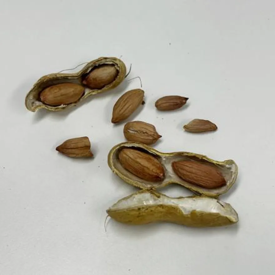 국산 햇생땅콩 400g (껍질포함) 이미지