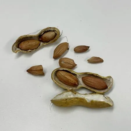 국산 햇생땅콩 400g (껍질포함) 이미지