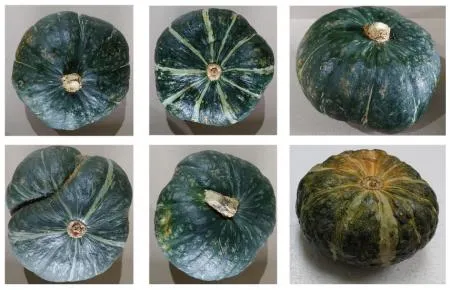 국내산 못난이 단호박 5kg 이미지