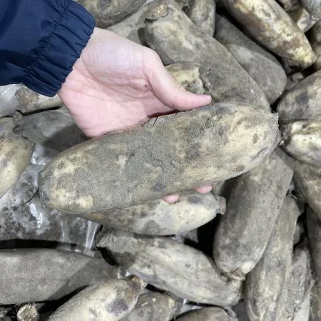 국내산 흙연근 1kg 이미지