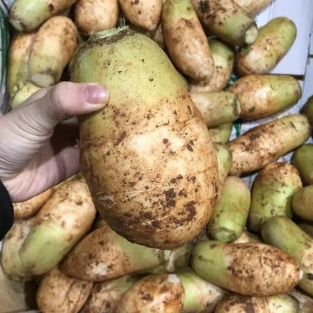 작은무 (10kg/국내산)