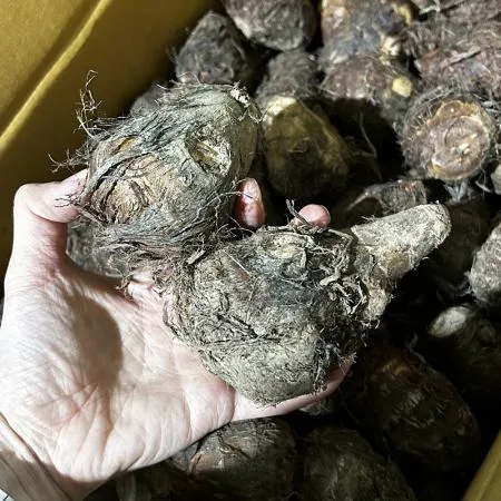 국내산 곡성 알토란 1kg 이미지