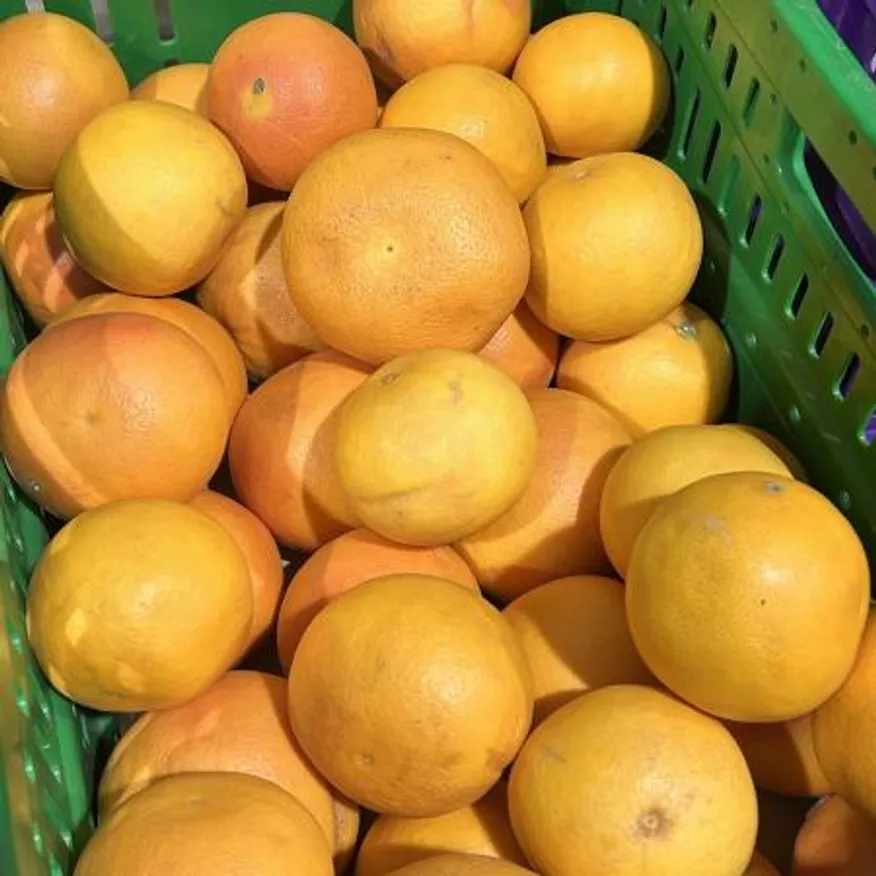 못난이 제주 한림 자몽 1kg (랜덤혼합과) 이미지