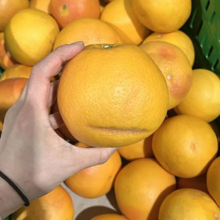 못난이 제주 한림 자몽 1kg (랜덤혼합과) 이미지