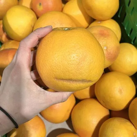 못난이 제주 한림 자몽 1kg (랜덤혼합과) 이미지