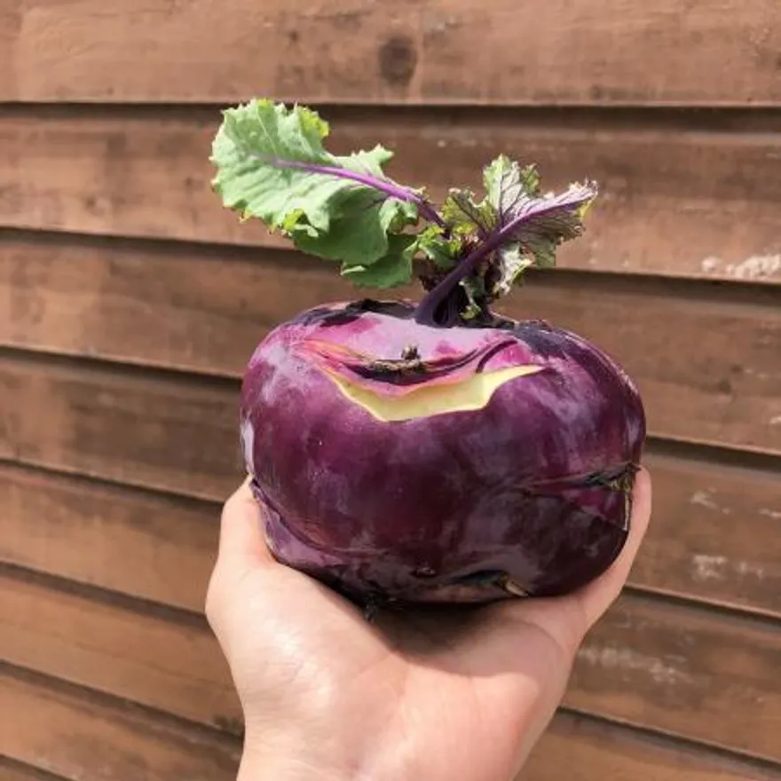 콜라비 (2kg/국내산) 이미지