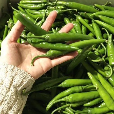 청양고추 (특/2kg/국내산) 이미지