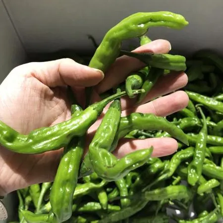 꽈리고추 (특/3kg/국내산) 이미지