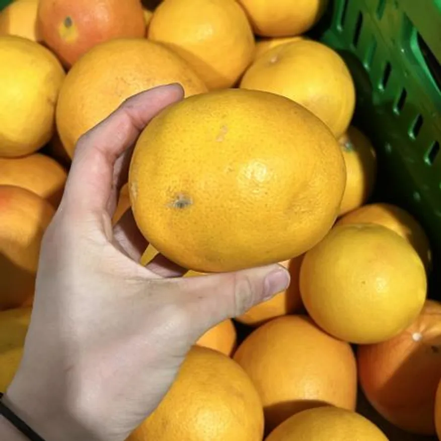 못난이 제주 한림 자몽 1kg (랜덤혼합과) 이미지