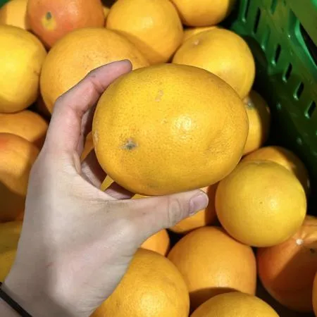 못난이 제주 한림 자몽 1kg (랜덤혼합과) 이미지