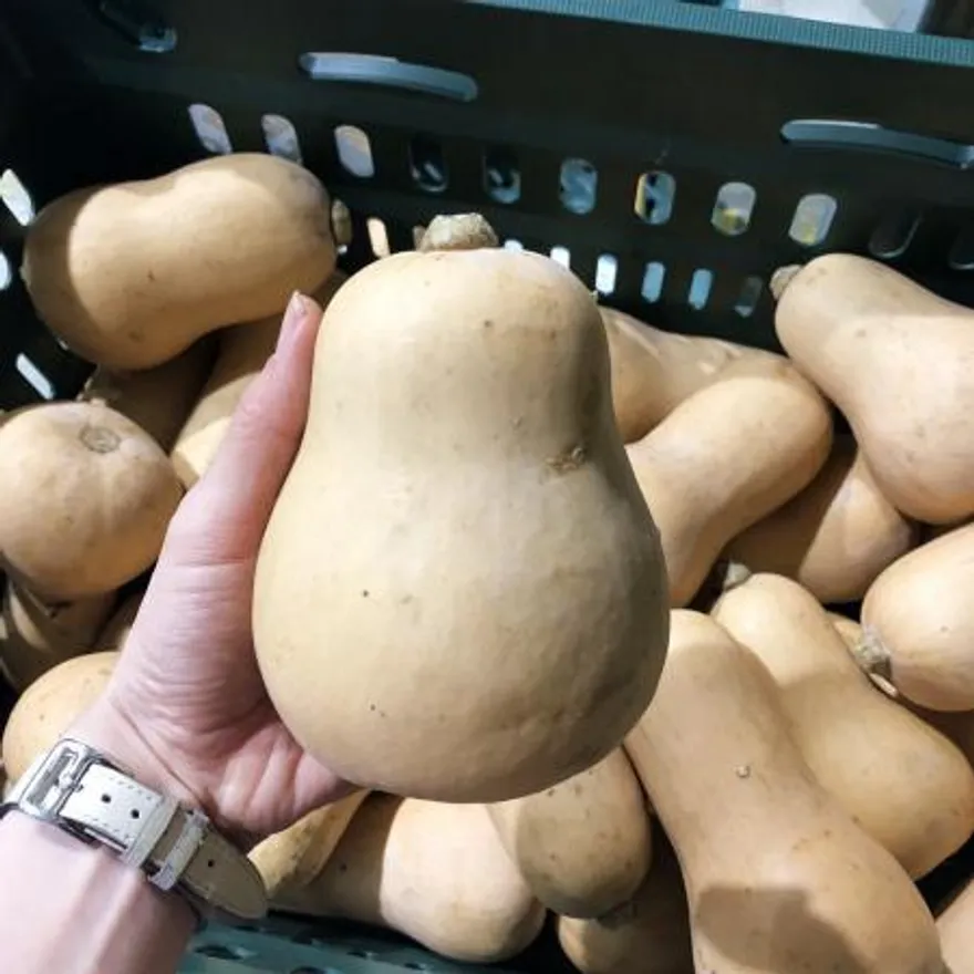 못난이 땅콩호박 10kg 이미지