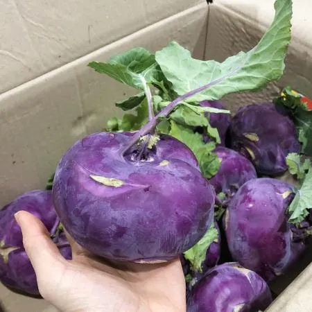 콜라비 (2kg/국내산)