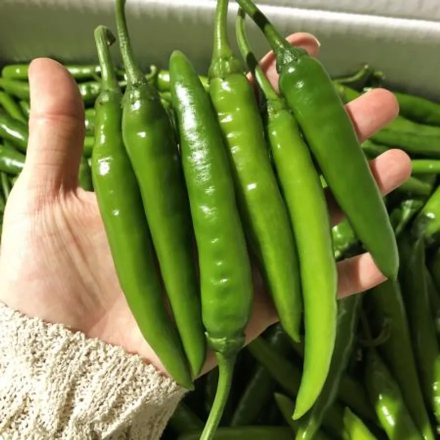 청양고추 (특/60g/국내산) 이미지