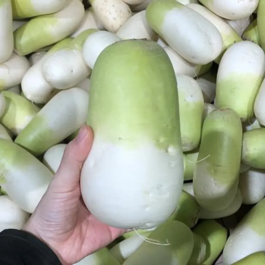 작은무 (10kg/국내산) 이미지