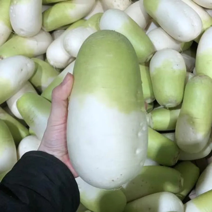 작은무 1입 (800g이하/국내산) 이미지