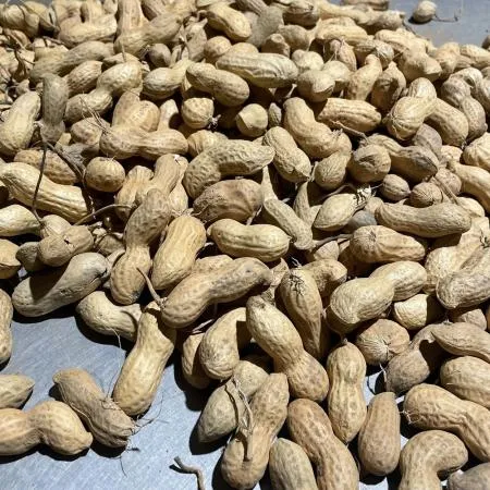 국산 햇생땅콩 1kg (껍질포함) 이미지