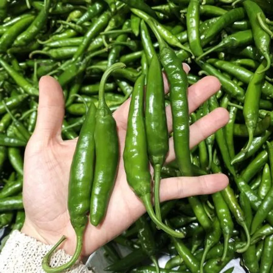 청양고추 (상/150g/국내산) 이미지