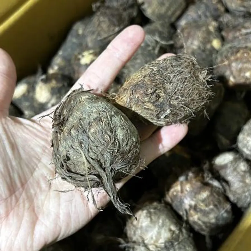 국내산 곡성 알토란 1kg 이미지