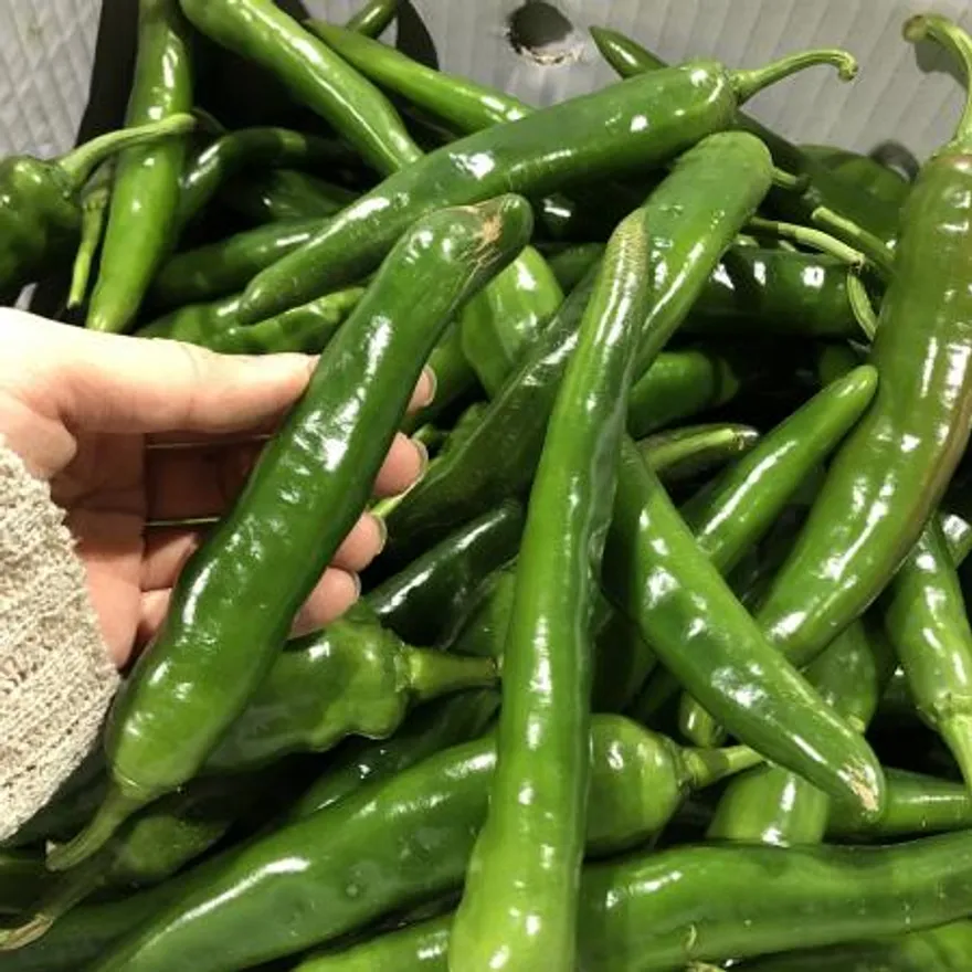 국내산 못난이 아삭이 오이맛고추 1kg 이미지