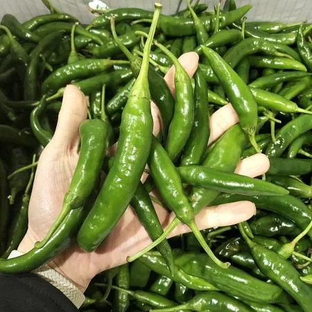 청양고추 (상/150g/국내산) 이미지