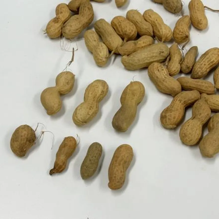국산 햇생땅콩 400g (껍질포함) 이미지
