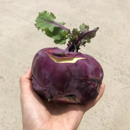 콜라비 (4kg/국내산) 이미지