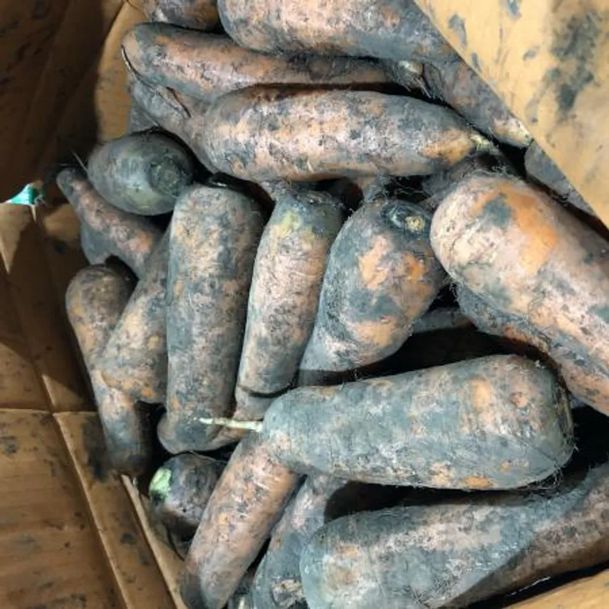 국내산 흙당근 2kg 이미지